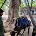 Compassion in Action: JAWS treats injured cow with community support in Jamshedpur