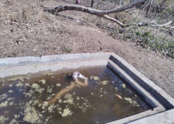 Rock python Betla National Park