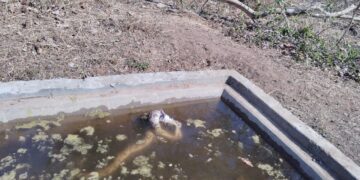 Rock python Betla National Park
