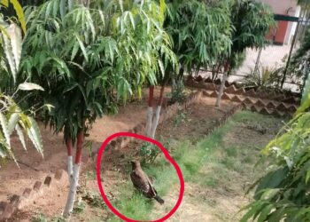 Wounded Eagle is on its way to recuperate in Palamu