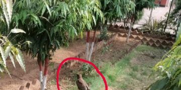 Wounded Eagle is on its way to recuperate in Palamu