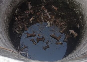 32 monkeys die by drowning in Palamu