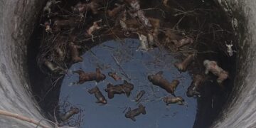 32 monkeys die by drowning in Palamu