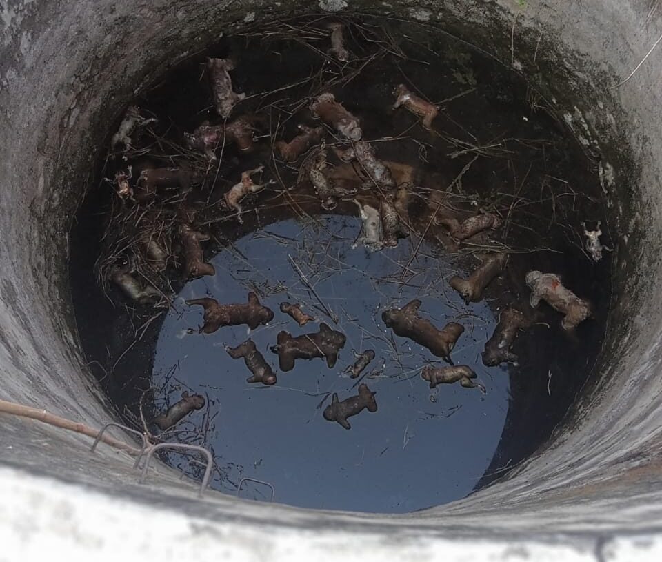 32 monkeys die by drowning in Palamu