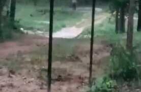Elephant drinks water from artificial water trough in Palamu Tiger Reserve