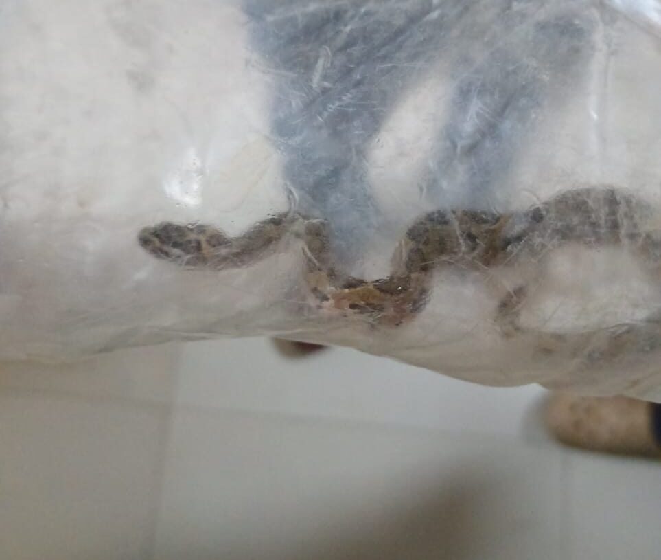 Man walks into MMCH Daltonganj with a live snake and snake-bitten wife in Jharkhand!