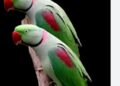 Jharkhand forest dept rescues 30 parakeets from Jamshedpur following PETA India complaint