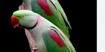 Jharkhand forest dept rescues 30 parakeets from Jamshedpur following PETA India complaint