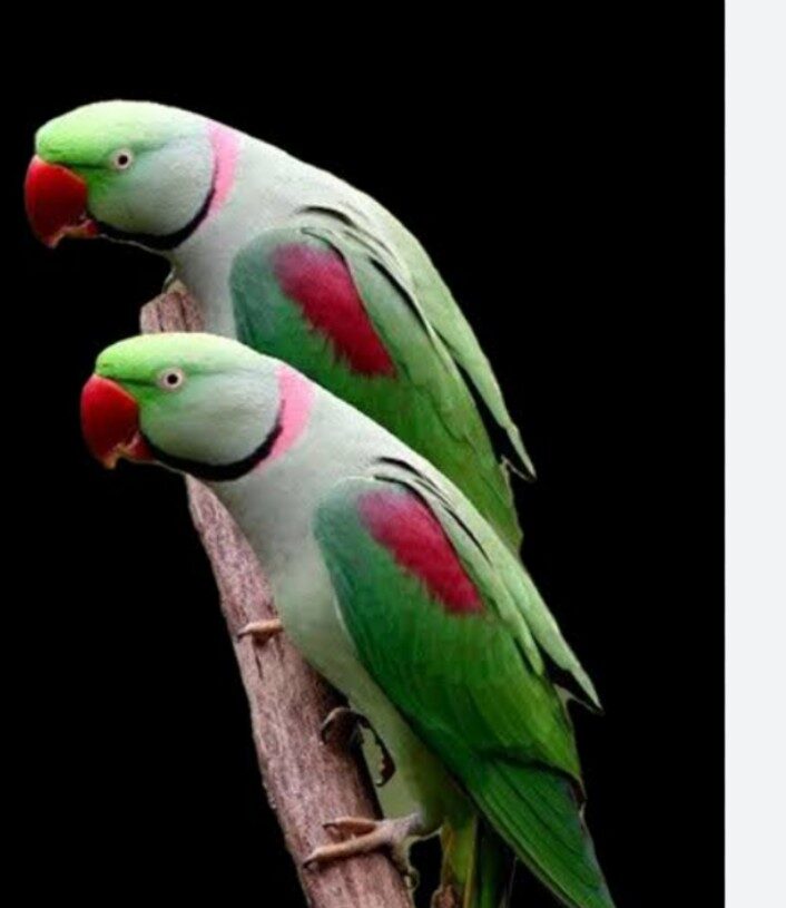 Jharkhand forest dept rescues 30 parakeets from Jamshedpur following PETA India complaint