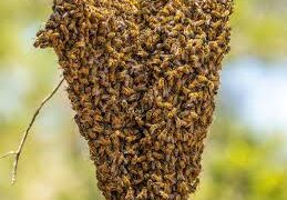 Jharkhand News: Beehive hijacks BSNL tower at Netarhat