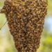 Jharkhand News: Beehive hijacks BSNL tower at Netarhat