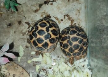 Jharkhand forest officials seize two Indian star tortoises from Jamshedpur acting on PETA complaint