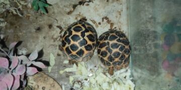 Jharkhand forest officials seize two Indian star tortoises from Jamshedpur acting on PETA complaint