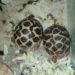 Jharkhand forest officials seize two Indian star tortoises from Jamshedpur acting on PETA complaint