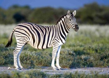 Tata Steel Zoological Park gets zebras and exotic birds
