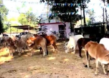 Jharkhand News: Four arrested for smuggling bovines in Seraikela-Kharsawan