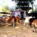 Jharkhand News: Four arrested for smuggling bovines in Seraikela-Kharsawan
