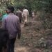 Cameras installed in Chandil forest to trace tiger