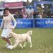 Championship Dog Show in Jamshedpur from Jan 9-12