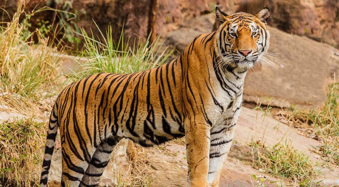 Jharkhand News: Tigers rediscover Garhwa’s ancient forest paths