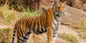 Tigers rediscover Garhwa's ancient forest paths