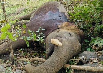 Jharkhand News: Elephant found dead in Palamu Tiger Reserve
