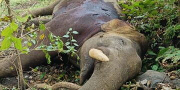 Jharkhand News: Elephant found dead in Palamu Tiger Reserve