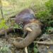 Jharkhand News: Elephant found dead in Palamu Tiger Reserve
