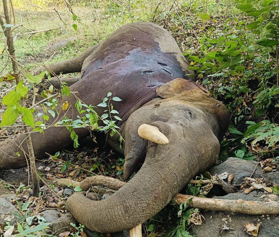 Jharkhand News: Elephant found dead in Palamu Tiger Reserve