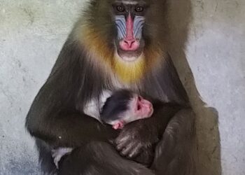 Tata Zoo celebrates birth of leopard and Mandrill offspring 