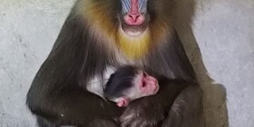 Tata Zoo celebrates birth of leopard and Mandrill offspring 