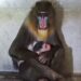Tata Zoo celebrates birth of leopard and Mandrill offspring