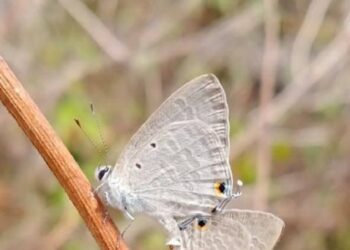 ‘Butterfly Week’ to be observed in Dalma Hills