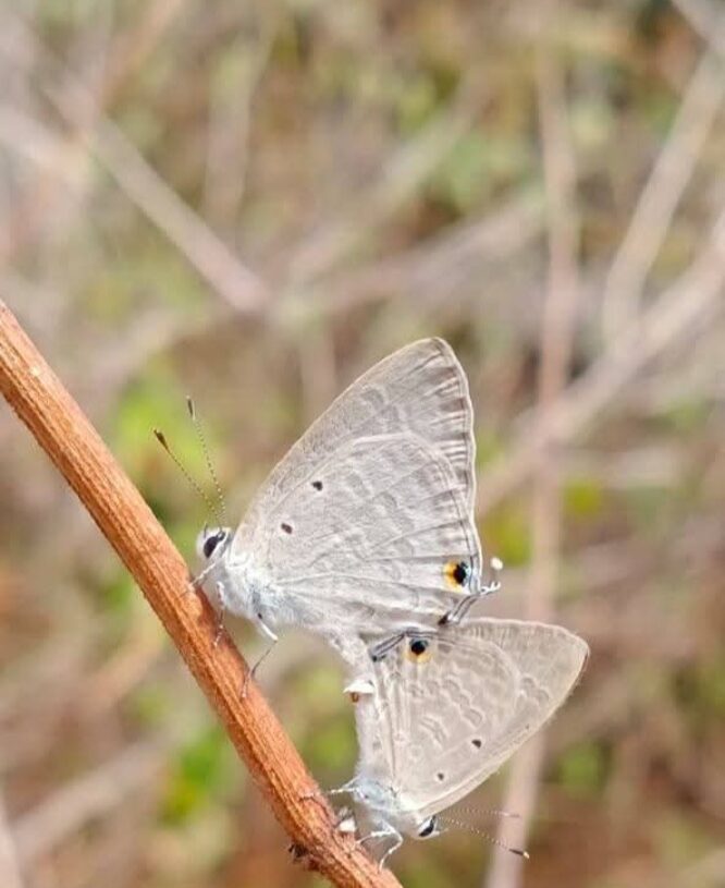 ‘Butterfly Week’ to be observed in Dalma Hills