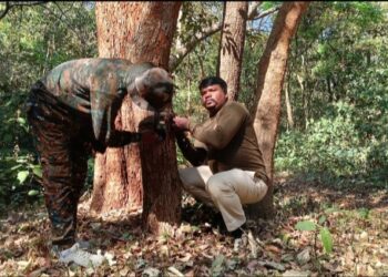 Tiger presence in Dalma Hills