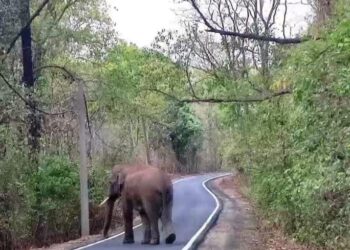 Jharkhand News: Elephant movement on highway in Palamu sparks caution