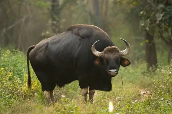 Jharkhand News: Betla National Park cautions tourists after Bison injures goat grazer