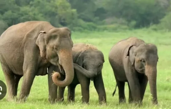 Jharkhand News: Public outcry in Ramgarh as 4 killed in elephant attack 