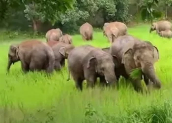 Six killed in elephant attack in Hazaribagh