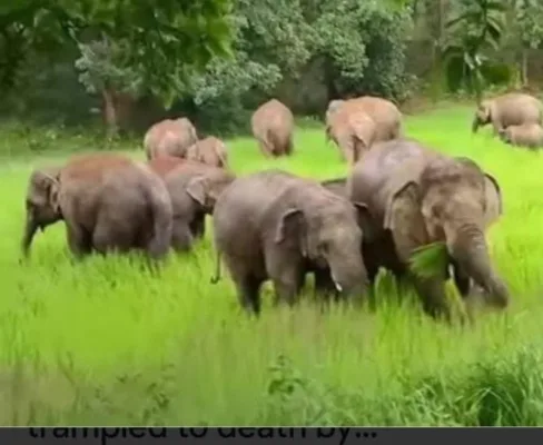 Six killed in elephant attack in Hazaribagh
