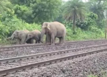 Elephant herd strays onto railway track in Chaibasa, trains slow down