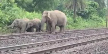 Elephant herd strays onto railway track in Chaibasa, trains slow down