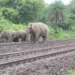 Elephant herd strays onto railway track in Chaibasa, trains slow down
