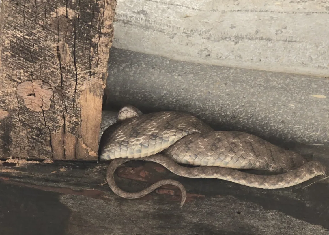 Snakes spotted in Jharkhand school and roads as winter ends, panic grips Latehar
