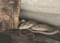 Snakes spotted in Jharkhand school and roads as winter ends, panic grips Latehar
