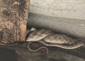 Snakes spotted in Jharkhand school and roads as winter ends, panic grips Latehar