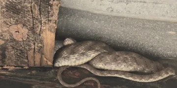 Snakes spotted in Jharkhand school and roads as winter ends, panic grips Latehar