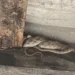 Snakes spotted in Jharkhand school and roads as winter ends, panic grips Latehar