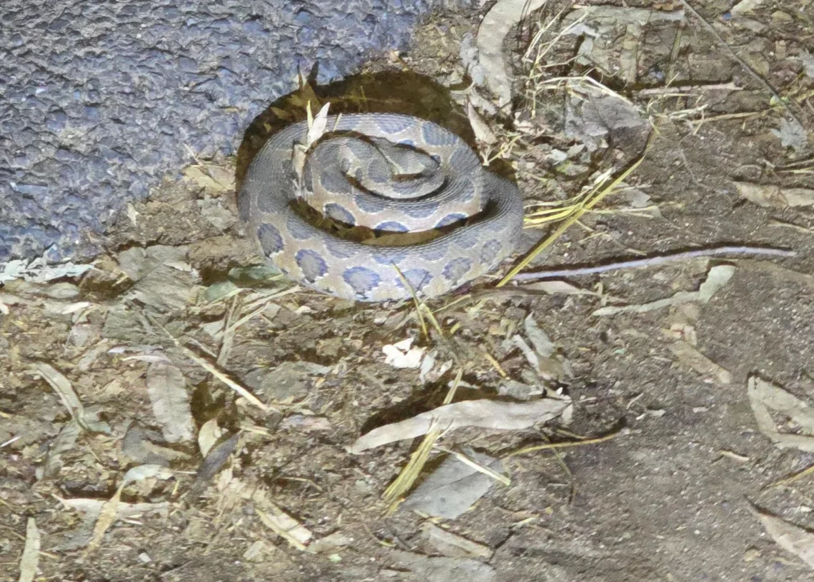 Russell’s viper rescued from PTR bus stand in Latehar