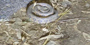 Russell’s viper rescued from PTR bus stand in Latehar